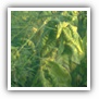 LEAF TOBACCO SHREDDED TOBACCO raw tobacco leaf dark air cured tobacco rustica tobacco FLUE CURED TOBACCO